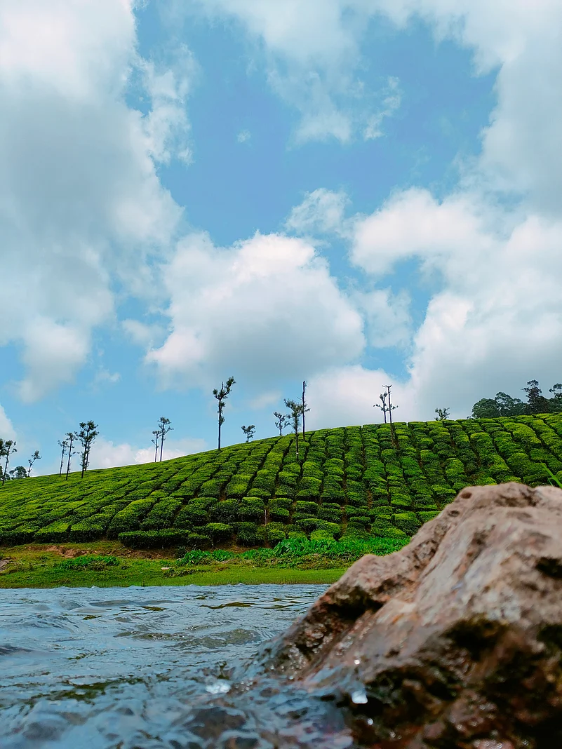 Tea plantations along the Kuzhankal river