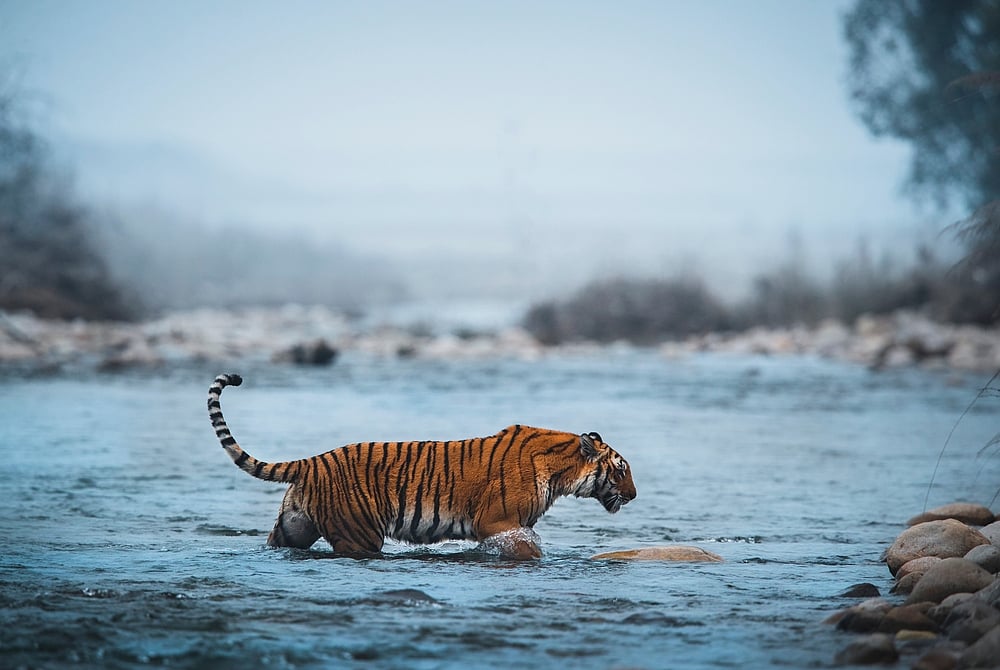Anuradha Marwah/Shutterstock : A tiger on the banks of the Ramganga river