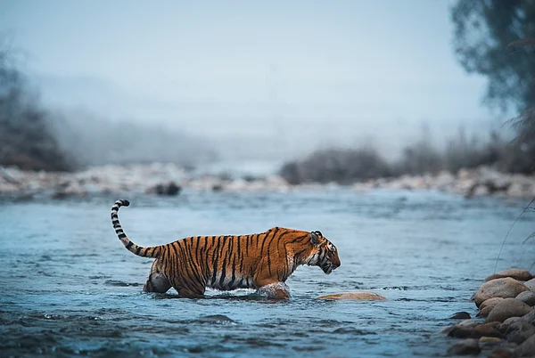 Anuradha Marwah/Shutterstock : A tiger on the banks of the Ramganga river
