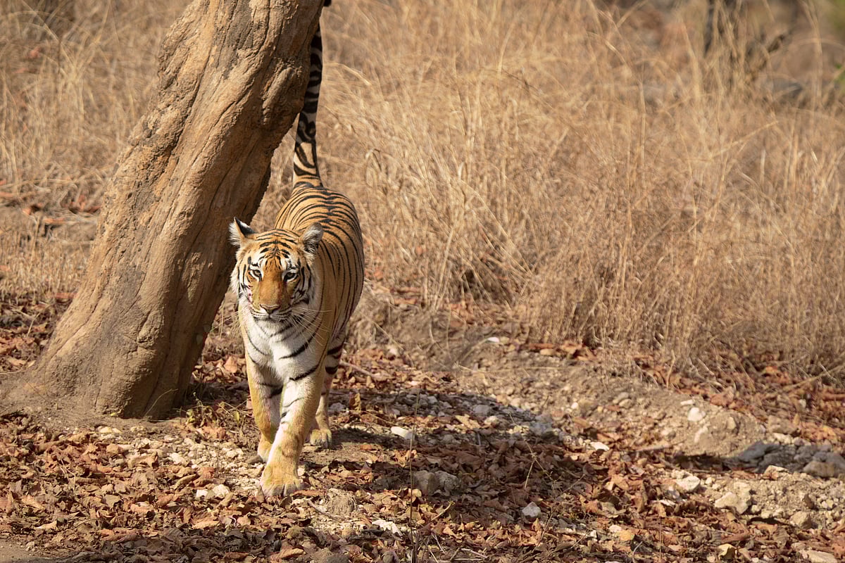 Pench Tiger Reserve is  home to 15 species of wild cats