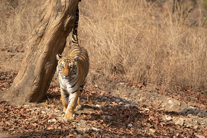 Pench Tiger Reserve is home to 15 species of wild cats