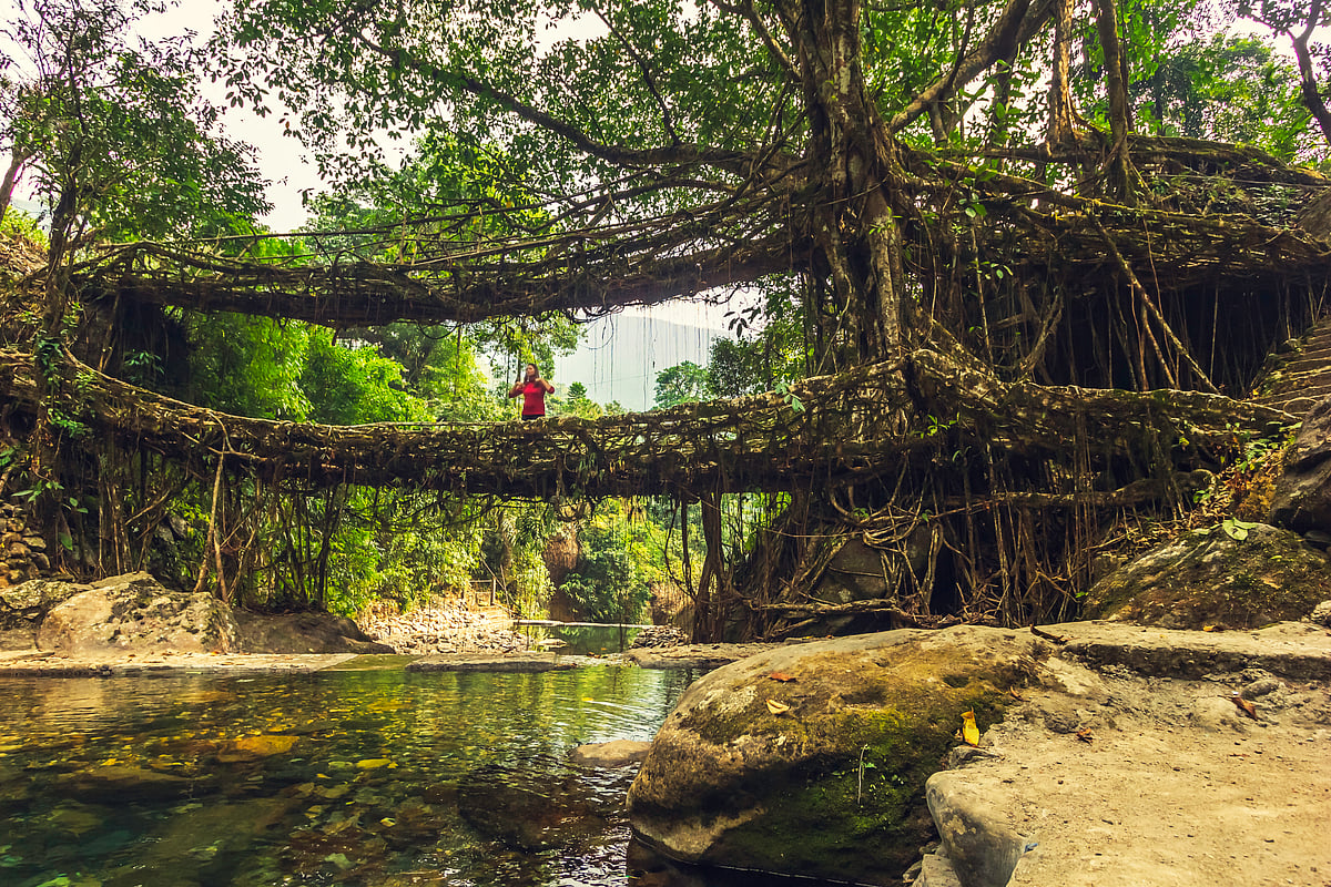 Living Roots Bridge