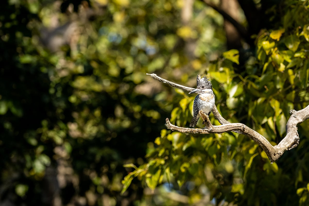 Crested kingfisher or Megaceryle lugubris in Binsar Wildlife Sanctuary