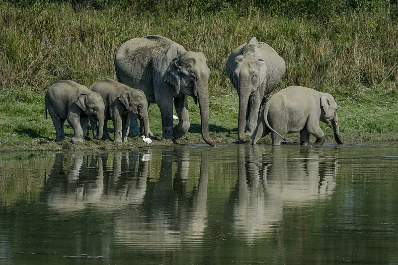 A family of Asiatic elephant (Elephas maximus) at Kaziranga National Park