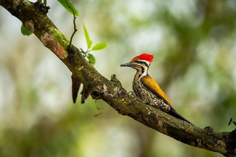 A Himalayan flameback or goldenback woodpecker at Dudhwa