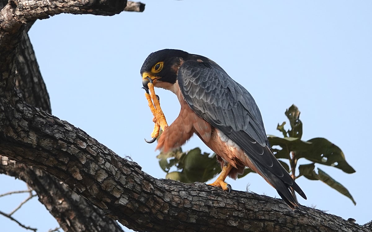 The surrounding area is fantastic for birds and is especially known for its population of raptors, like this peregrine