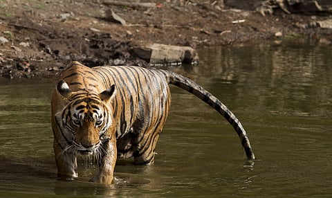 Tigress Machli, the most documented and photographed tigress in the world