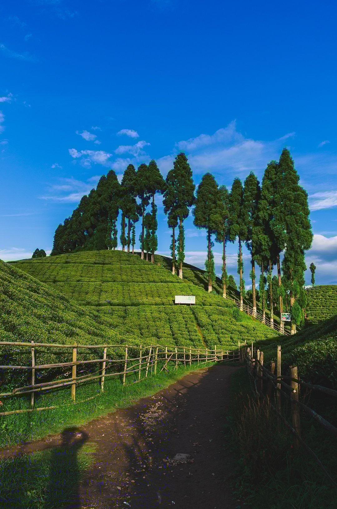 Tea Garden of Darjeeling after rain during the golden hour