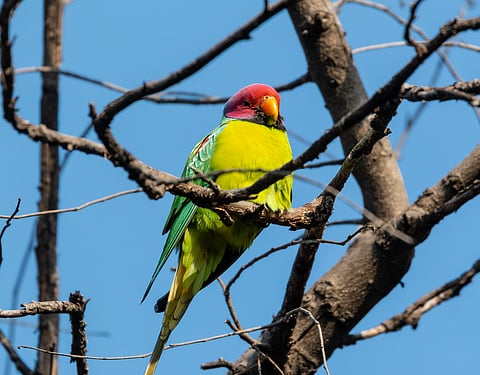 A plum-headed parakeet at Rajaji National Park