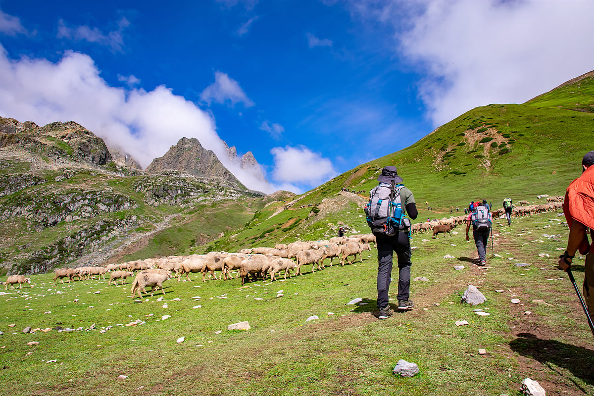 Sheep grazing in the meadows of the Kashmir valley