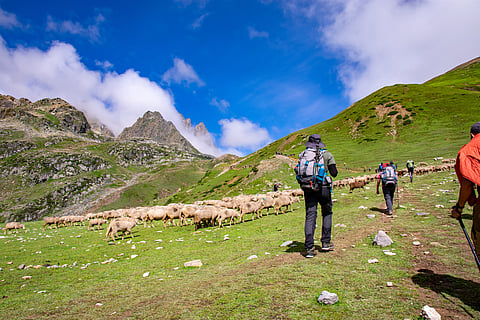 Sheep grazing in the meadows of the Kashmir valley