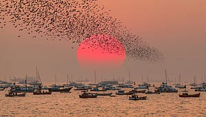 muratart/Shutterstock.com : Fishing boats in the Arabian Sea during sunrise in Mumbai