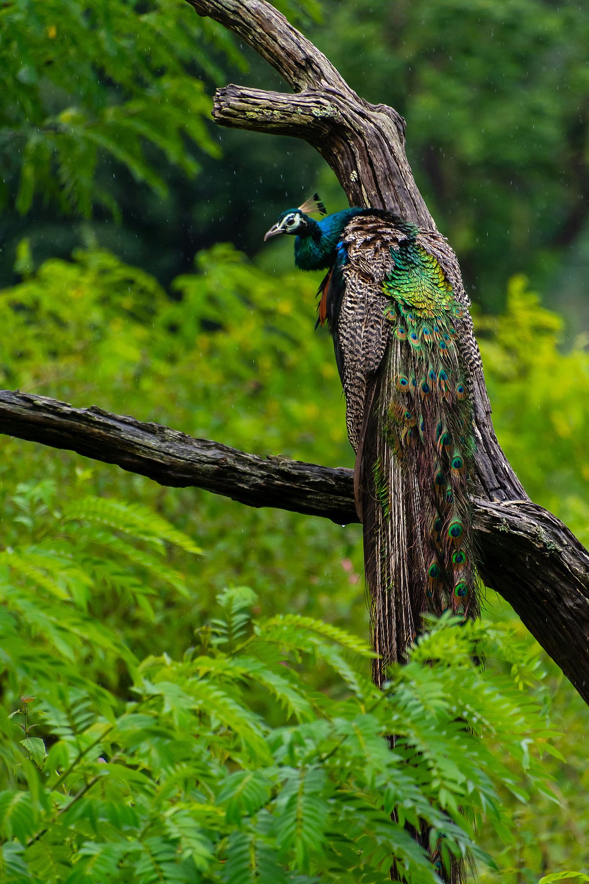 Unsplash : A peacock in rain at 
Bandipur, Karnataka