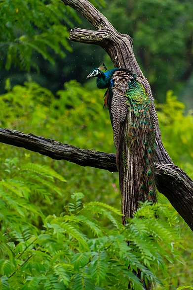Unsplash : A peacock in rain at
Bandipur, Karnataka