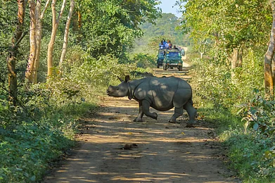 SandeepBisht/Shutterstock : Kaziranga National Park