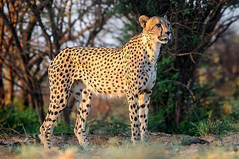 African cheetahs have recently been introduced to Kuno National Park