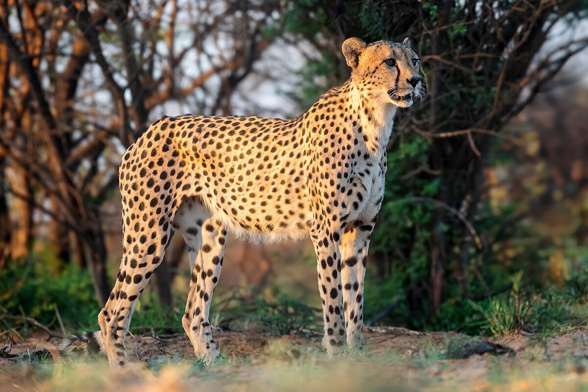 African cheetahs have recently been introduced to Kuno National Park