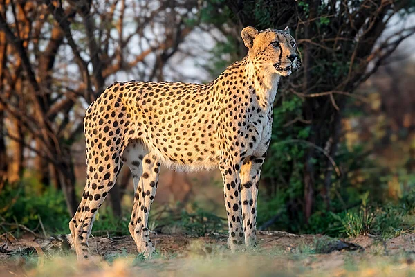 Wikipedia : A Cheetah