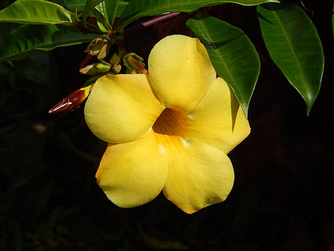 A flower at Thangkharang Park