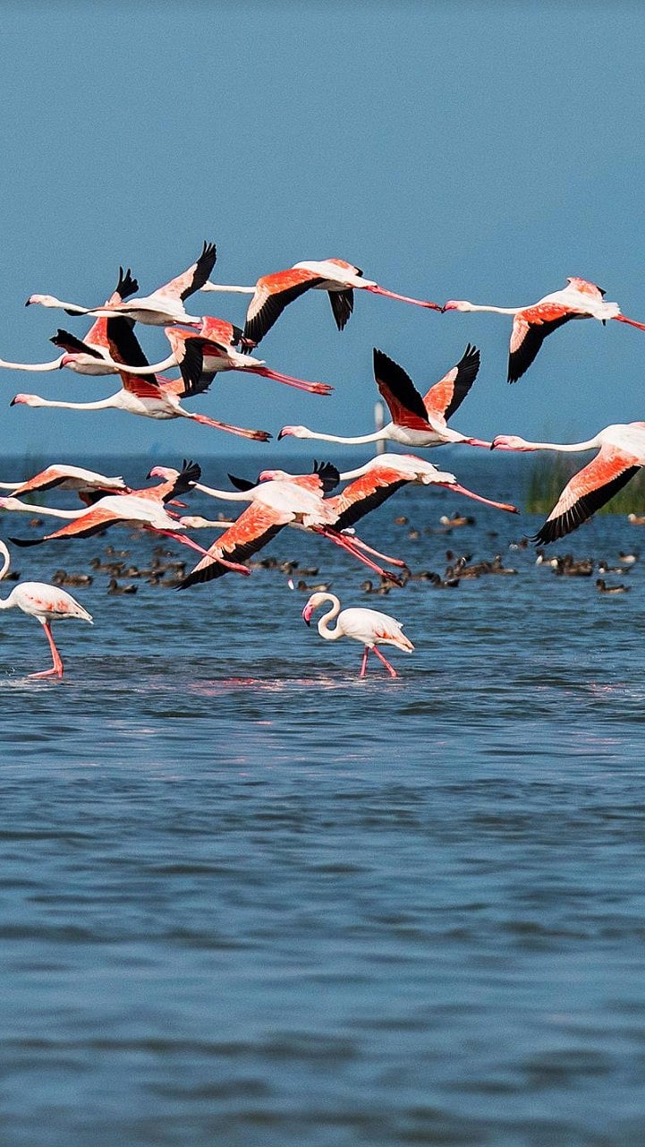 Birds flying over the Chilika Lake, Puri - Wikimedia Commons