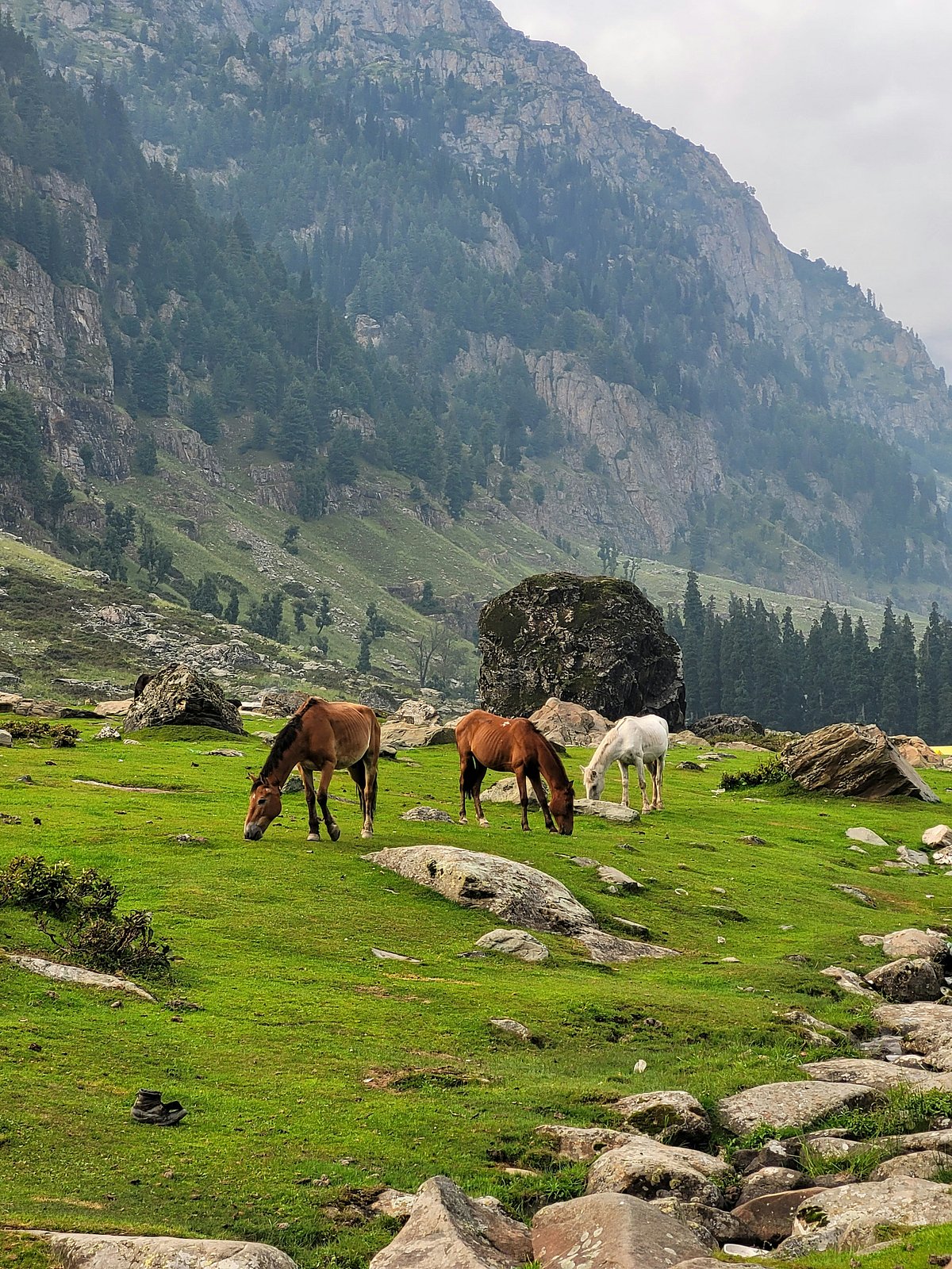 Unsplash : Horse graze in the beautiful landscape of Sonmarg