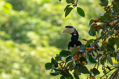 An Asian Pied Hornbill seen at Ganeshgudi, Dandeli