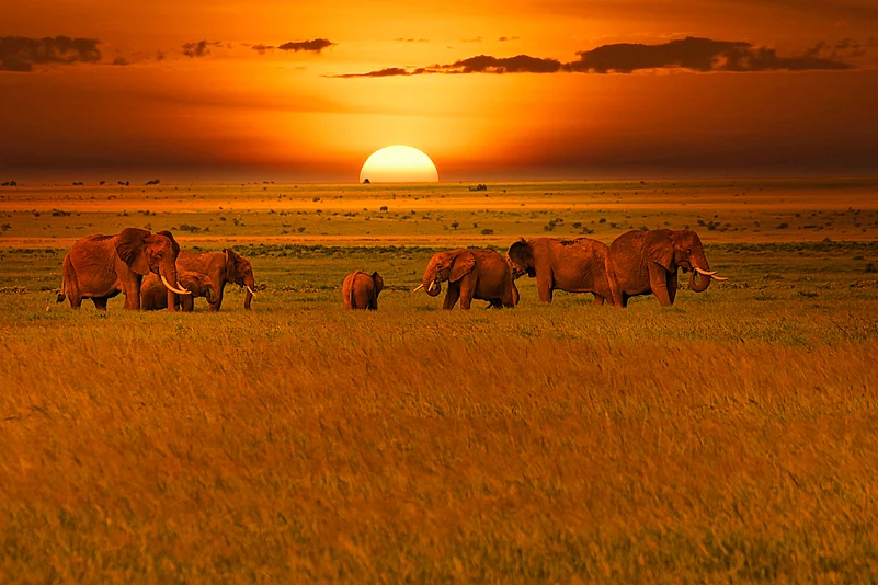 Elephants and sunset in the Tsavo East and Tsavo West National Park in Kenya