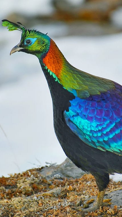 A Himalayan monal pheasant