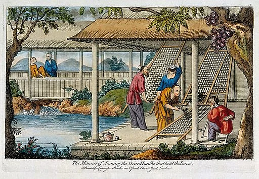 A Chinese tea plantation with workers cleaning the racks on which the leaves are laid. Coloured etching, early 19th century.