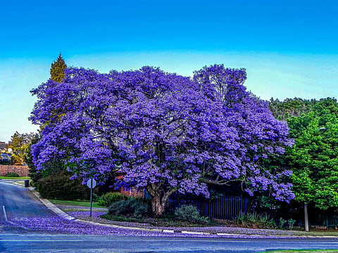 Jacaranda in bloom in Jo'burg