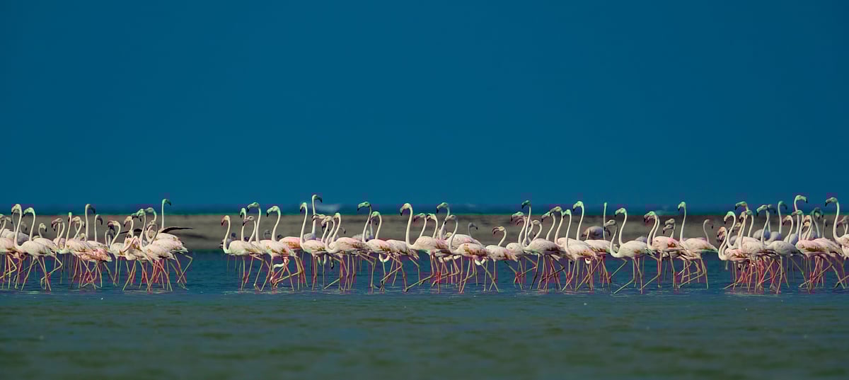 Flamingoes at Dhanushkodi Beach