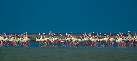 Flamingoes at Dhanushkodi Beach