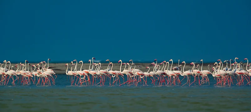Flamingoes at Dhanushkodi Beach