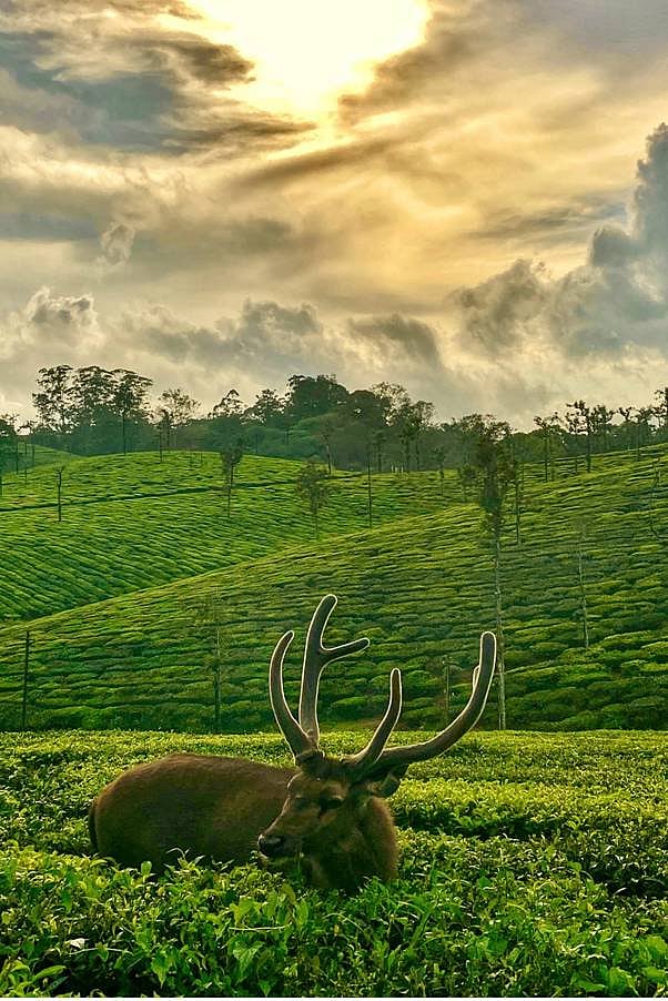 Verdant tea plantations stretch as far as the eye can see, painting a picture of serene beauty that whispers natures grandeur