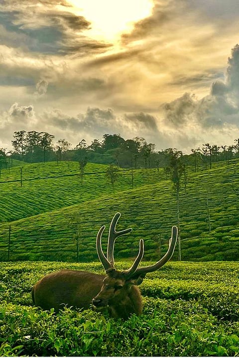 Verdant tea plantations stretch as far as the eye can see, painting a picture of serene beauty that whispers nature's grandeur