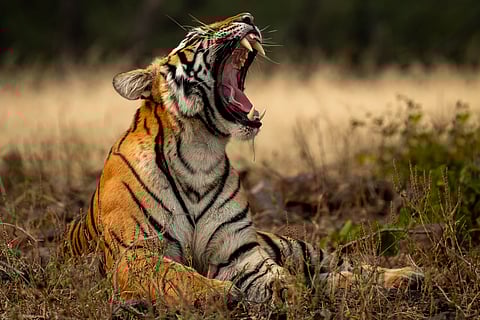 A female tiger yawns inside the Kanha National Park