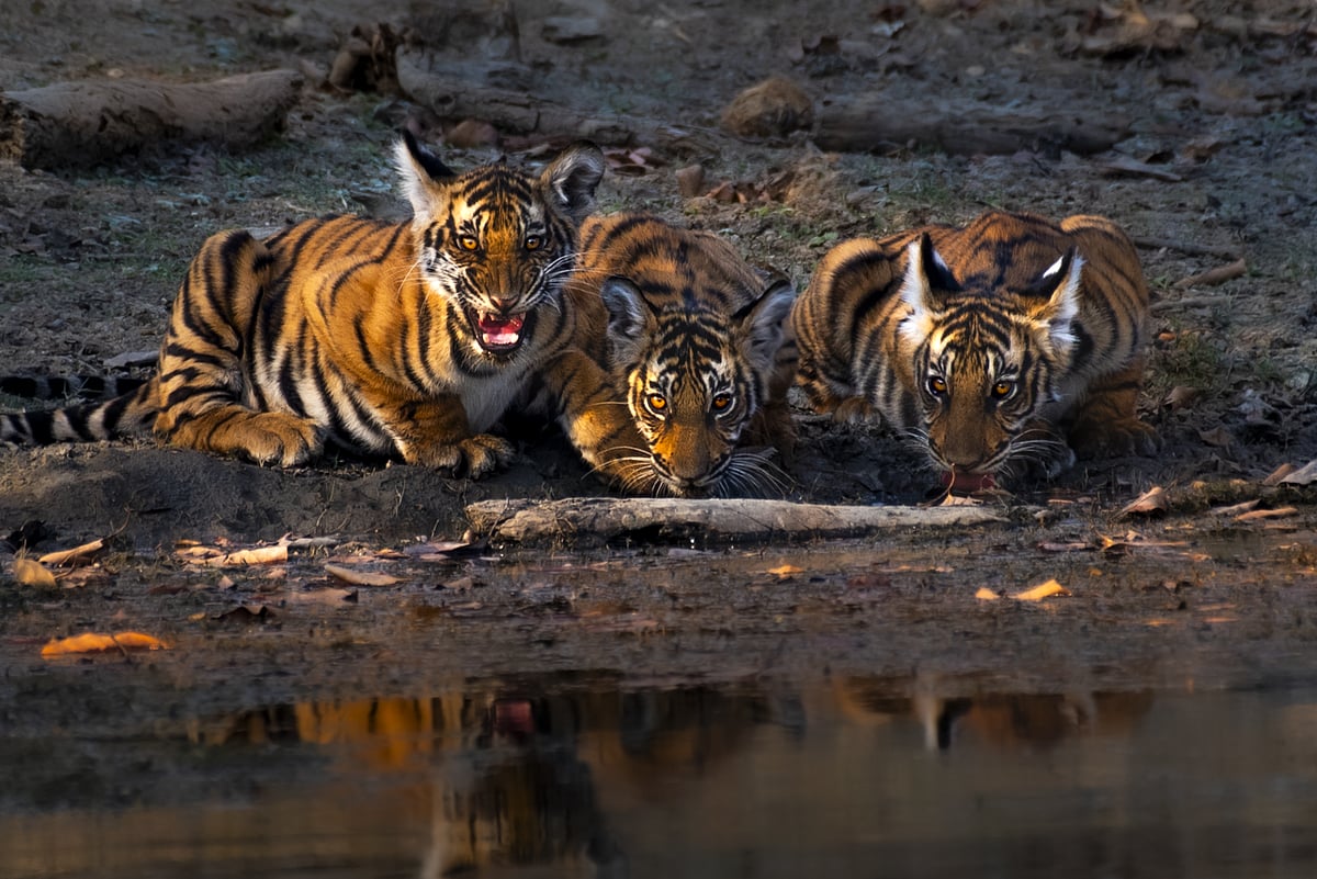 Kabini Forest Reserve (Nagarhole Tiger Reserve)