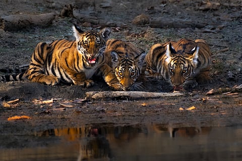 Kabini Forest Reserve (Nagarhole Tiger Reserve)