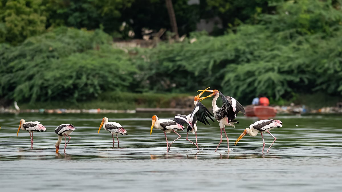Painted storks in Muttukadu