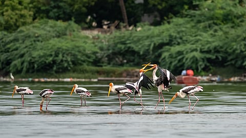 Painted storks in Muttukadu