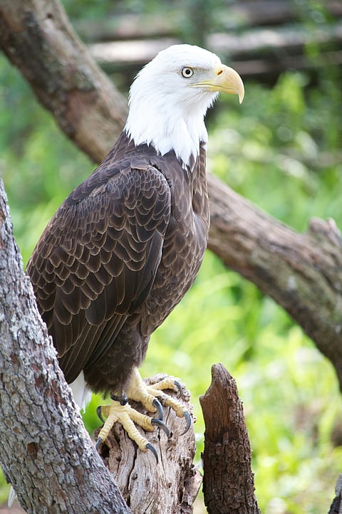 Elegant brown bald eagle at Busch Gardens