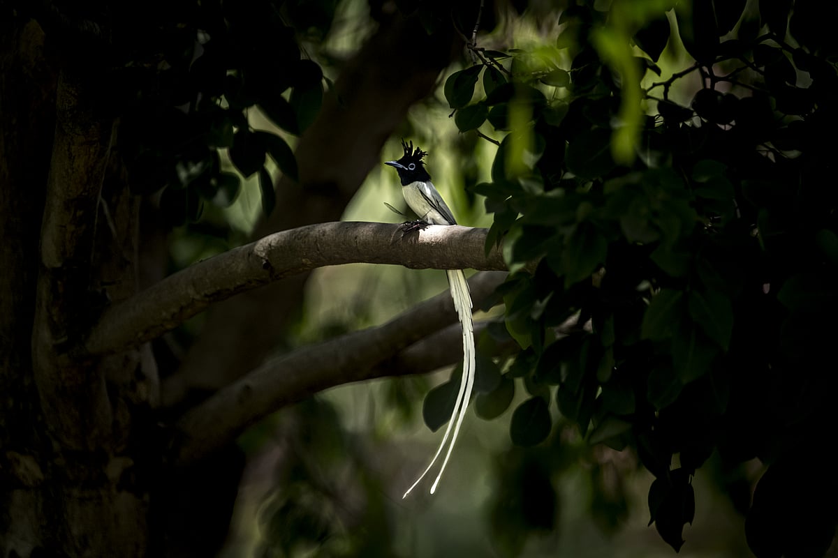 A beautiful Paradise Flycatcher at Vijayapur, India