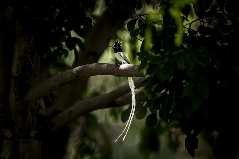 A beautiful Paradise Flycatcher at Vijayapur, India