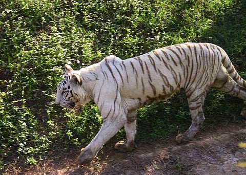 White tiger at Nandankanan Zoological Park