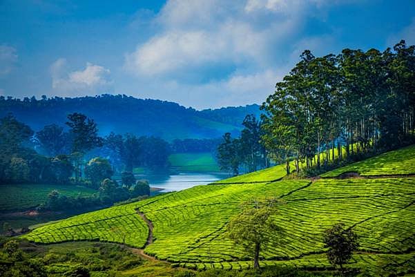 Megamalai has sprawling tea and cardamom estates where the very air is scented with the aroma of cardamom and cinnamon