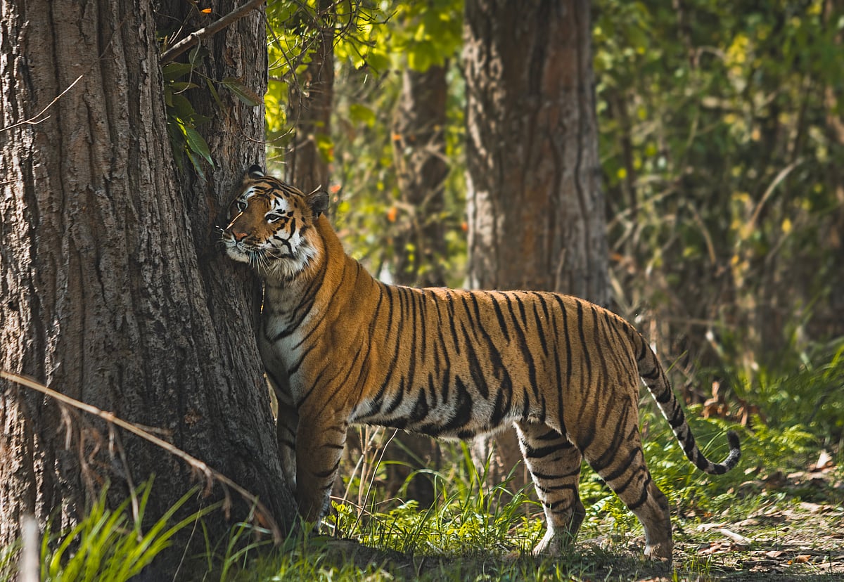 Shutterstock : An estimated INR 38 lakh has been earmarked to upgrade tourist facilities within the reserve