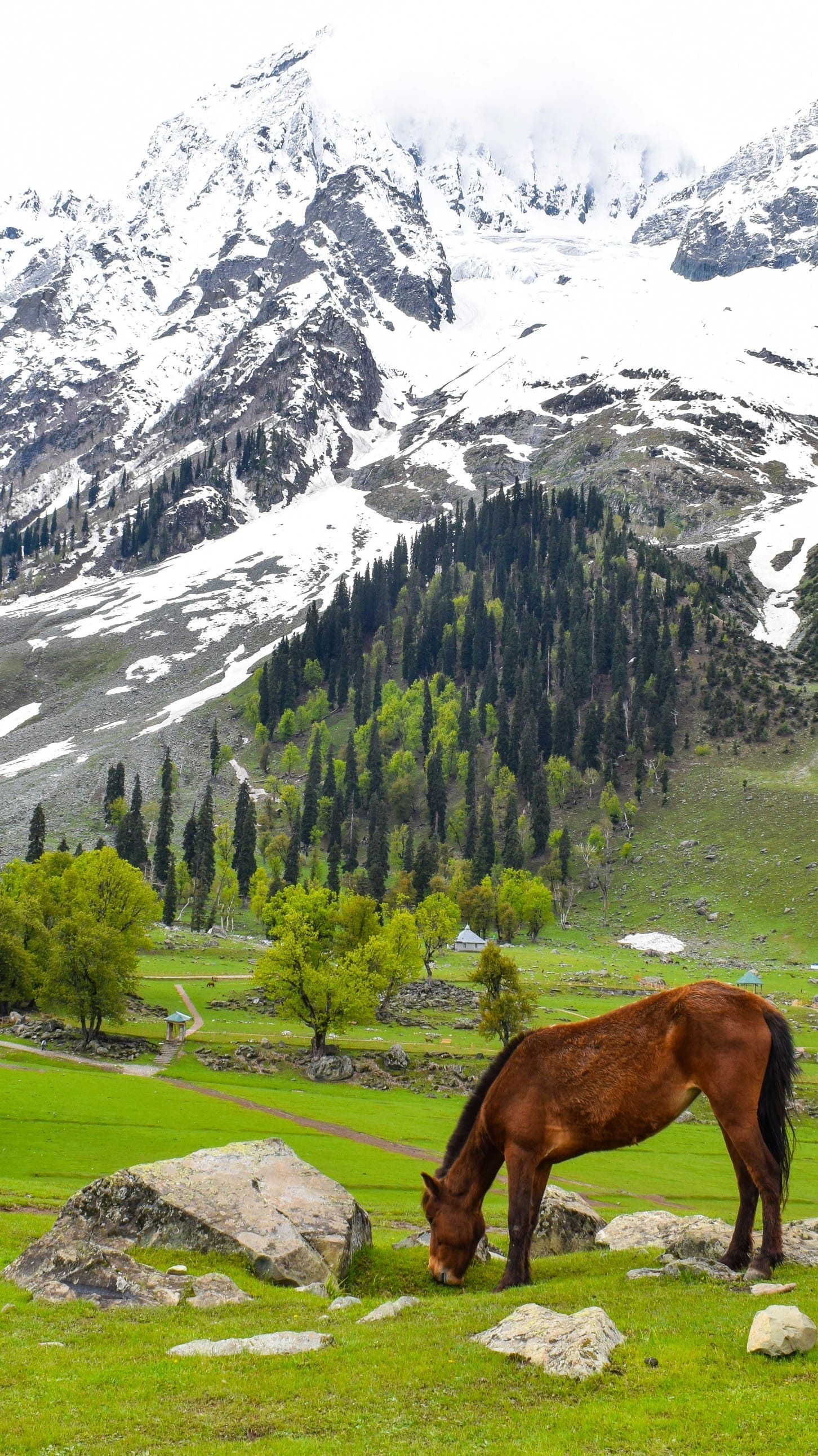 A horse grazes in the backdrop of Thajiwas Glacier