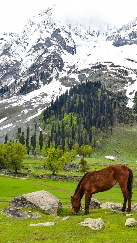 A horse grazes in the backdrop of Thajiwas Glacier