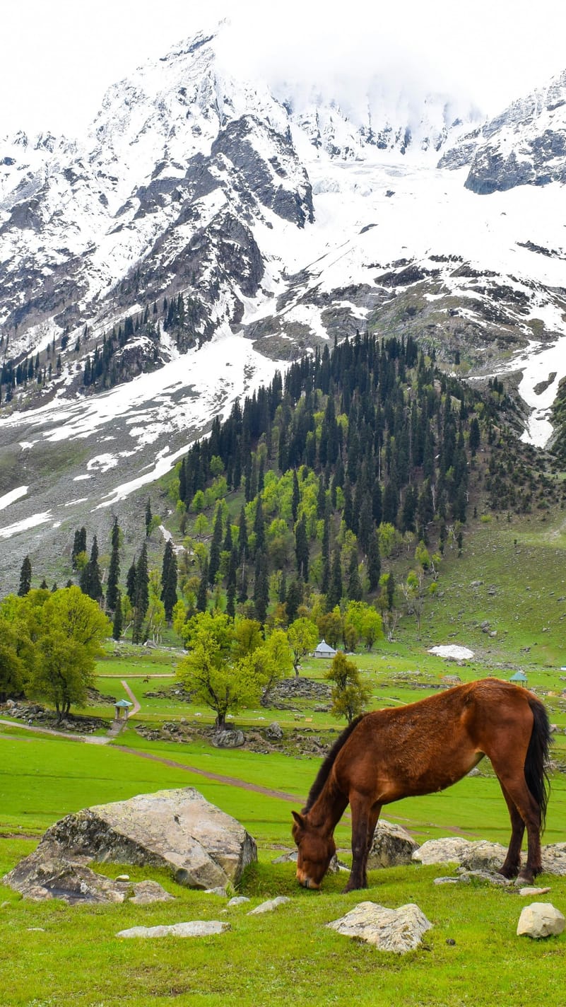 A horse grazes in the backdrop of Thajiwas Glacier