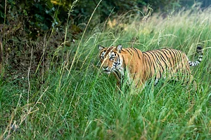 Sourabh Bharti/Shutterstock : An Indian wild female Bengal tiger at Ranthambore National Park